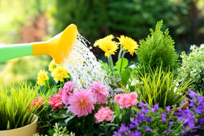watering flowers