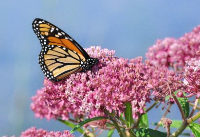 milkweed