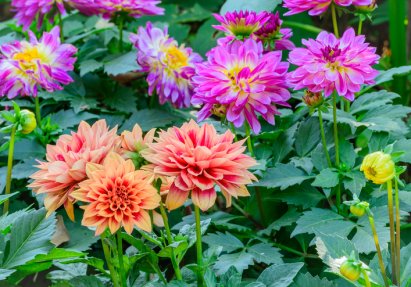 dahlia